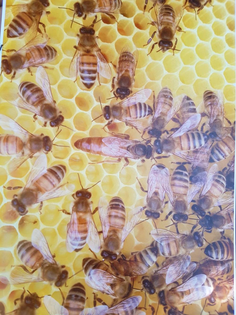 A tu per tu con le api nella loro Giornata
