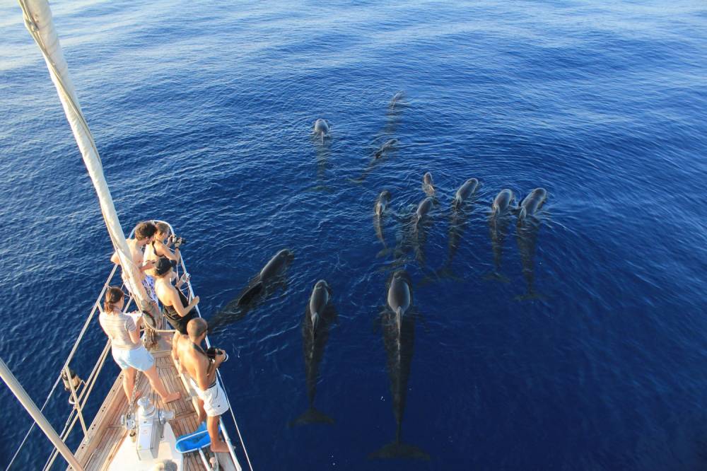 Missione Pelagos: balene e delfini nostri mari
