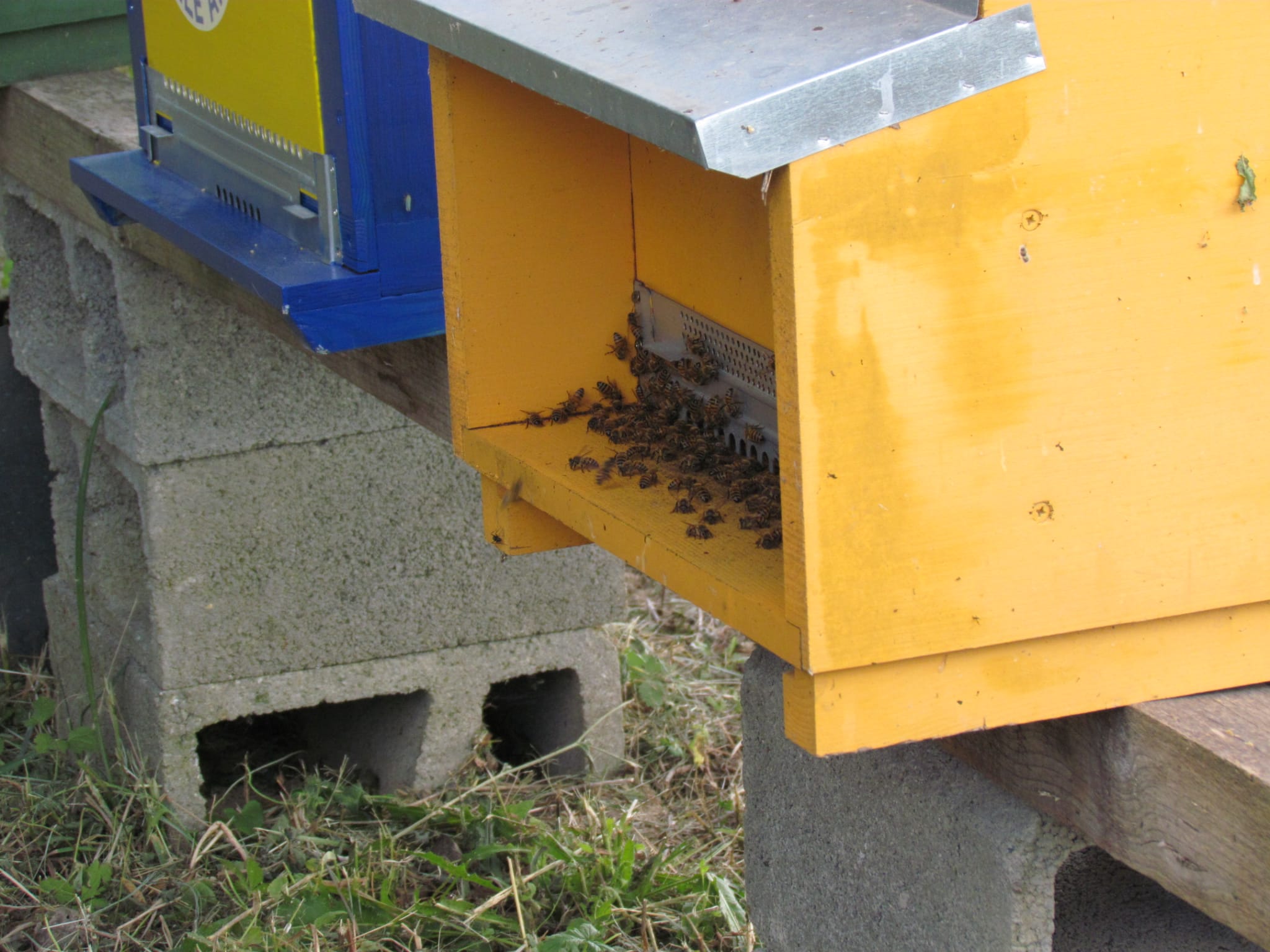 OASI DELLE API - SAVING BEES